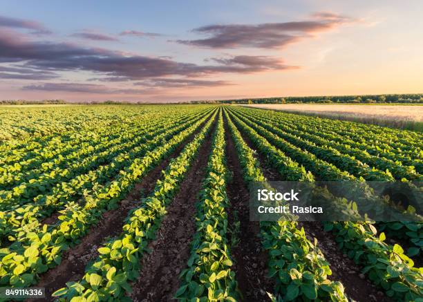 Prado De La Saludable Soja En Hermosa Puesta De Sol Foto de stock y más banco de imágenes de Campo - Tierra cultivada