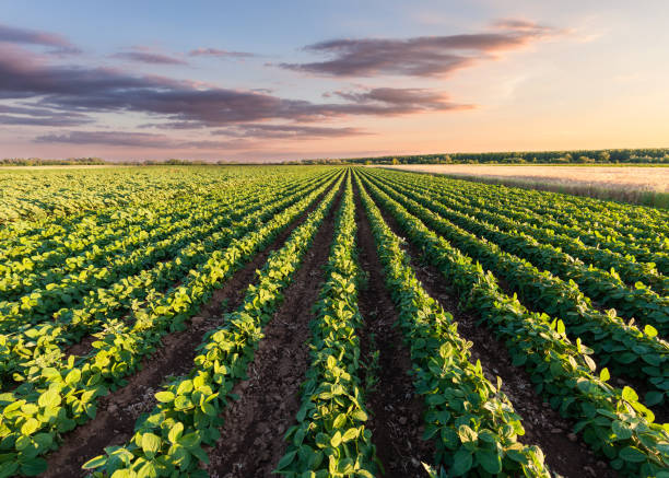 istock Healthy soy meadow at beautiful sunset 849114336