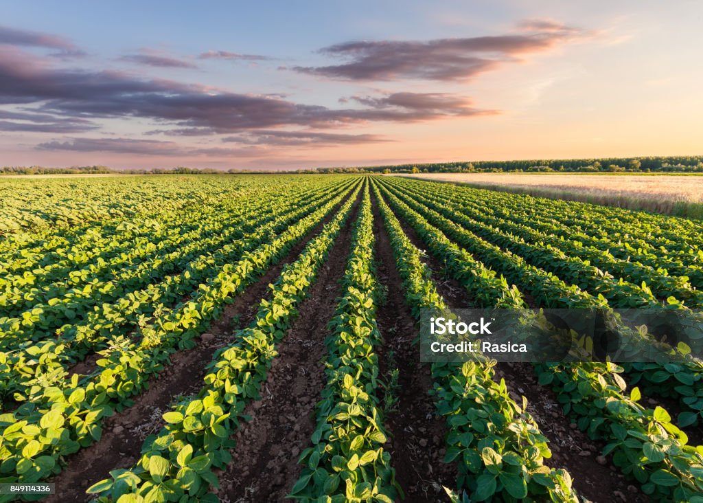 Healthy soy meadow at beautiful sunset Rows of green soybean at idyllic sunset. Perfect agriculture fields as industry standard in harvest season. Agricultural Field Stock Photo