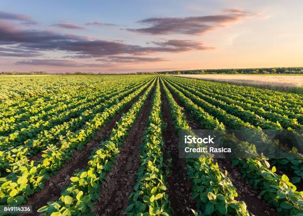 Healthy Soy Meadow At Beautiful Sunset Stock Photo - Download Image Now - Agricultural Field, Farm, Soybean