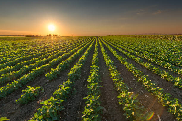 istock Healthy soybean crops at idyllic sunset 849114428