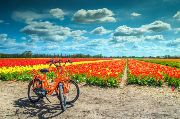 Traditional Dutch colorful tulip fields near Amsterdam, Netherlands, Europe Amazing colorful tulip fields with touristic bicycles near Leiden, Netherlands, Europe keukenhof gardens stock pictures, royalty-free photos & images
