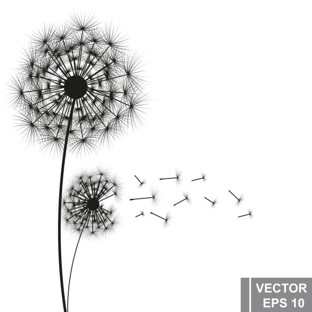 Dandelion. Flower. Fresh air. For your design. Dandelion. Flower. Fresh air. For your design. dandelion clock stock illustrations