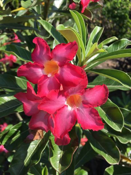 istock Adenium obesum flower 849117034