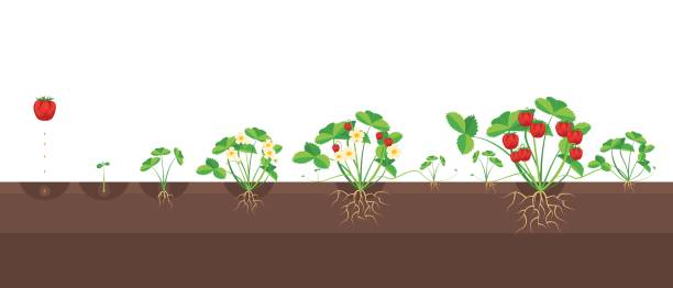 illustrations, cliparts, dessins animés et icônes de dessin animé les stades de croissance de fraises. vector - strawberry plant