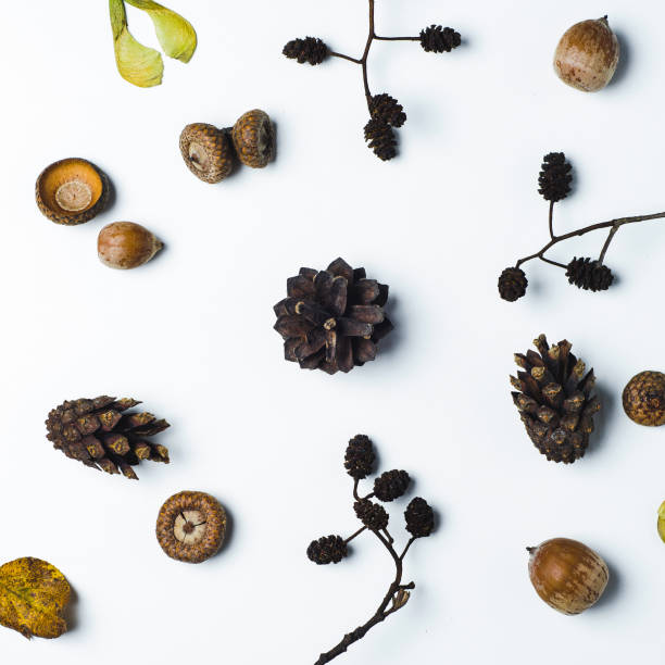 istock Yellow leaves and cones on a white background. Autumn concept 849125132