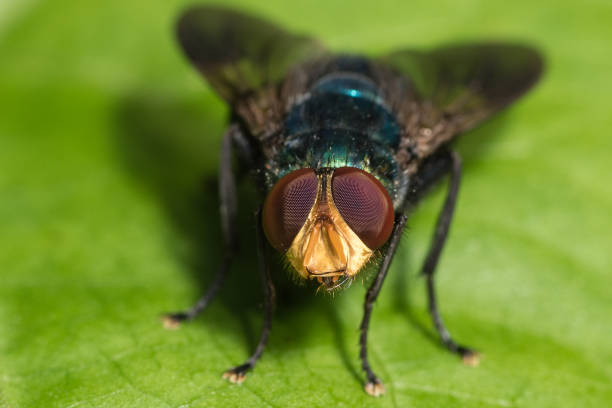 istock Close up Head of blow fly. 849133298