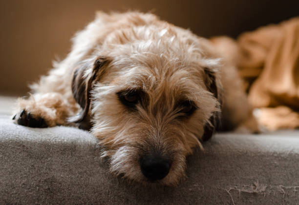 istock Jack russell terrier lies bored on the couch 849136010