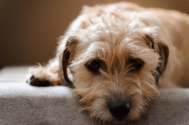 istock Jack russell terrier lies bored on the couch 849136276