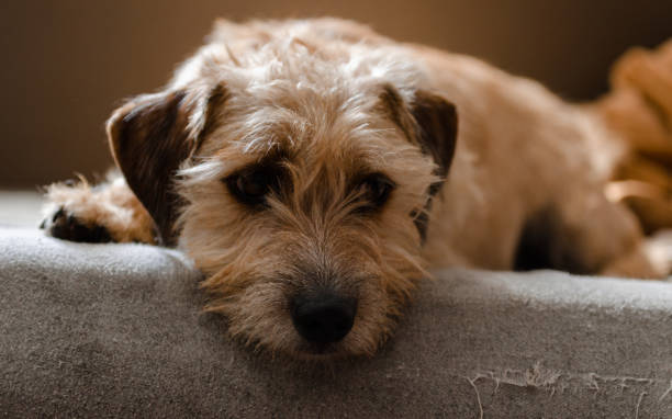 istock Jack russell terrier lies bored on the couch 849136374