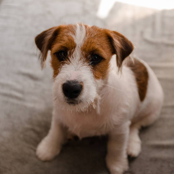 istock Jack russell terrier lies bored on the couch 849136444