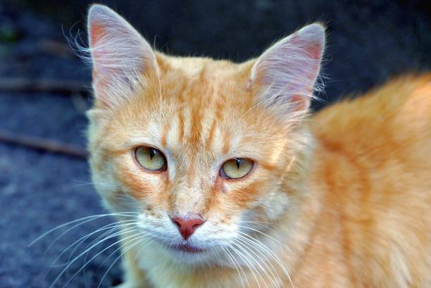 istock Red cat sitting and looking at the street 849136674