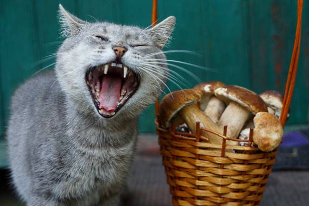 brown basket with mushrooms and gray cat