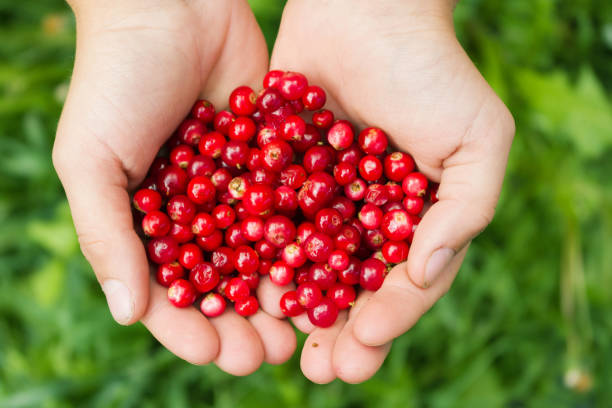 istock Raw fresh cowberry in hands. 849137674