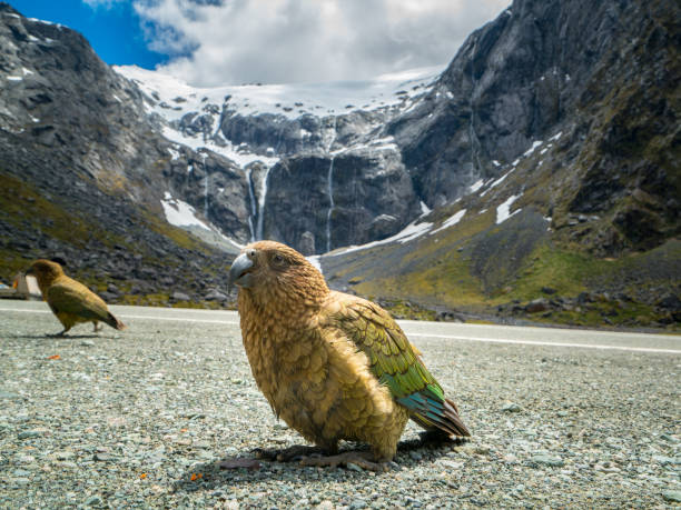 istock Kea bird in New Zealand 849141846