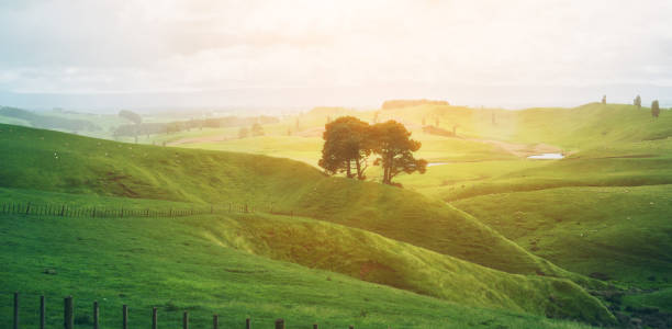 丘の上�の緑の草農場で夜明けの日の出。 - landscape hill green grass ストックフォトと画像