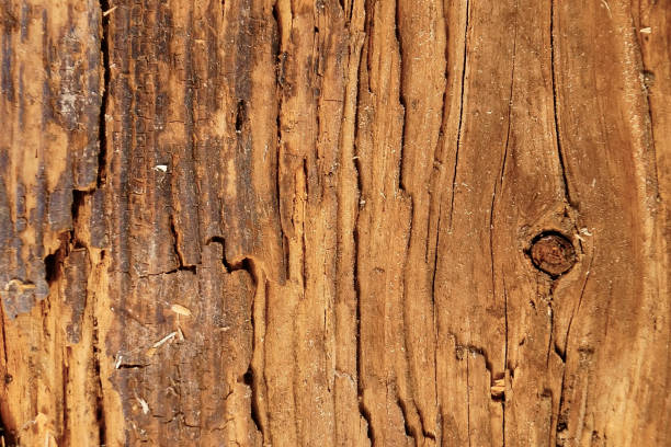 istock The old wood texture with natural patterns and cracks on the surface as background 849146946