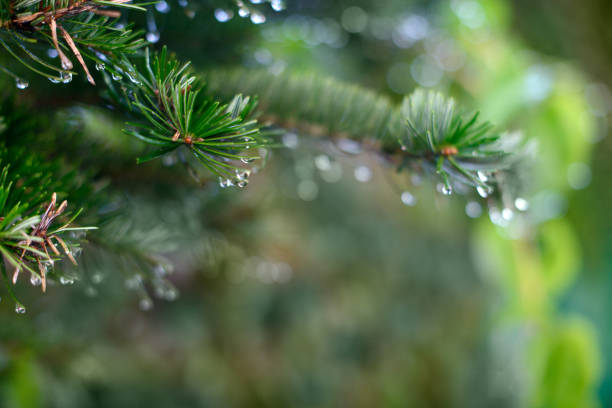 istock Spruce branch with drops of dew, close up 849147554