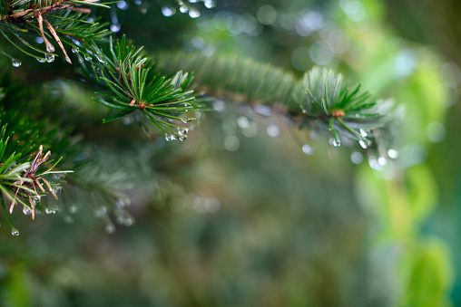 Spruce branch with drops of dew, close up background
