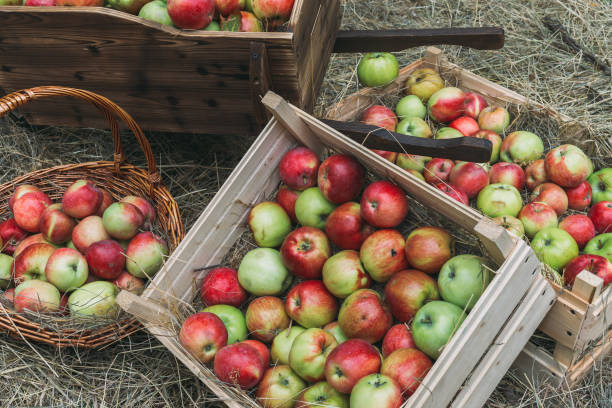 istock Fresh apples in a wooden box on the hay 849151354