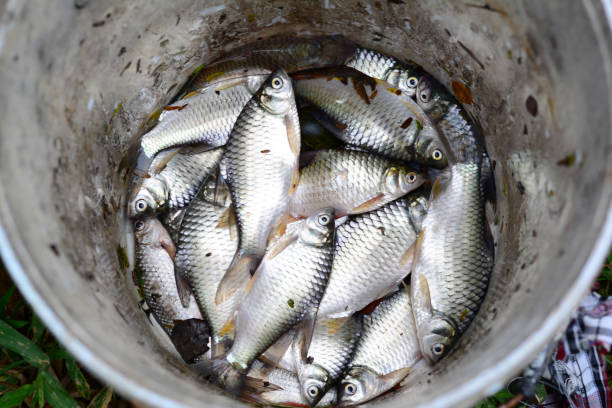 istock the local  fresh water fish in a plastic bowl 849152152