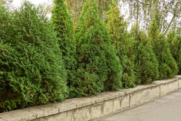 istock Green decorative coniferous trees in a park near the road 849152172