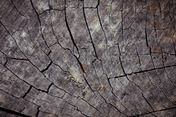istock The surface texture of the old stump 849155366