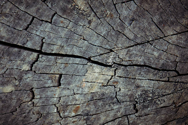 istock The surface texture of the old stump 849161514