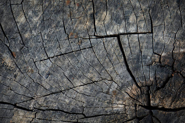 istock The surface texture of the old stump 849161956
