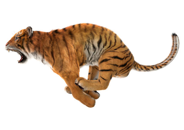 大きなレンダリング 3 d 猫白虎 - tiger roaring danger power ストックフォトと画像