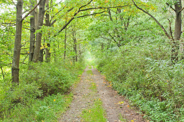 istock Tunnel from trees and with forest path, Czech landscape 849172756