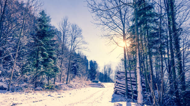 istock 4 Seasons. Winter landscape in the forest. 849173702