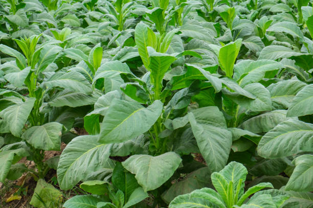 istock Tobacco field plantation under blue sky 849173952