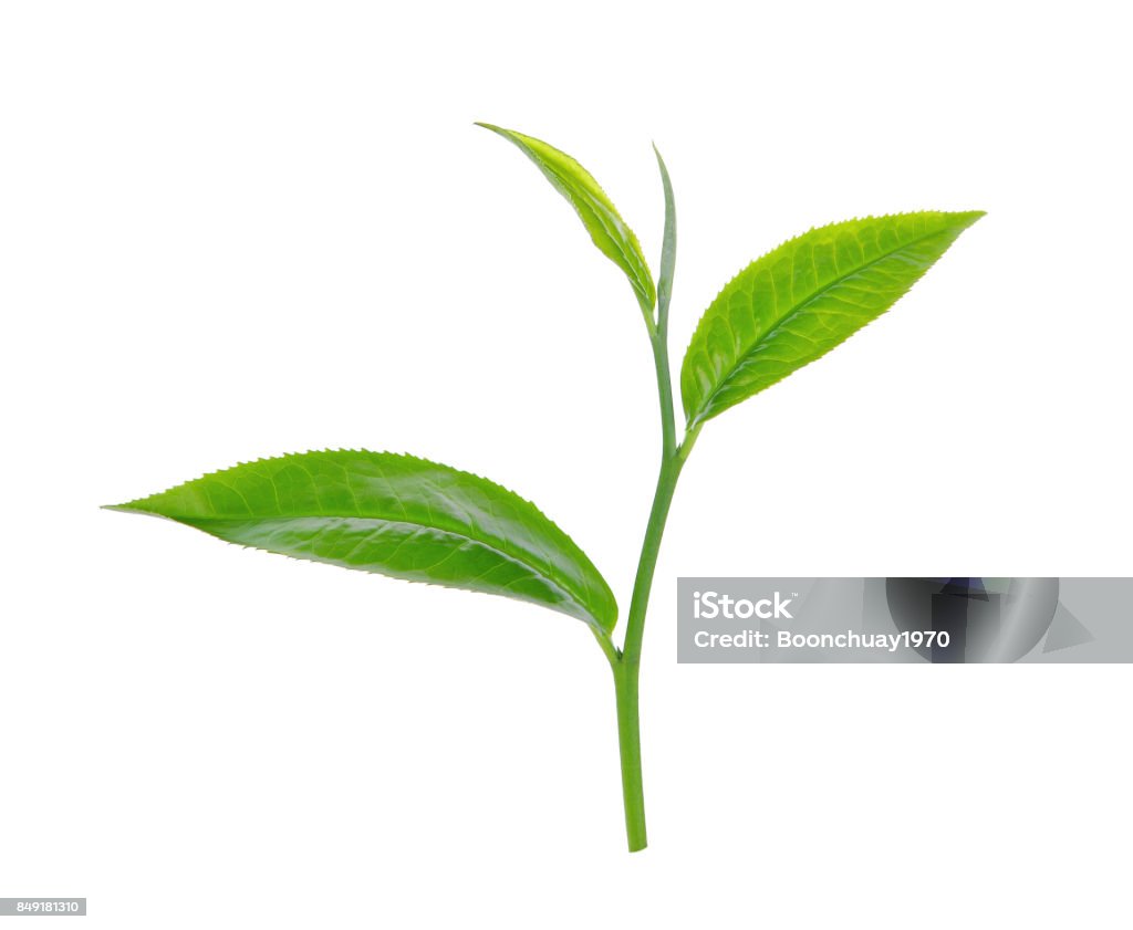 grüner Teeblatt isoliert auf weißem Hintergrund - Lizenzfrei Pflanzenstängel Stock-Foto