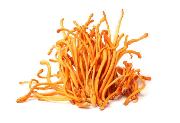 cordyceps grzyb - orange mushroom asia brown zdjęcia i obrazy z banku zdjęć