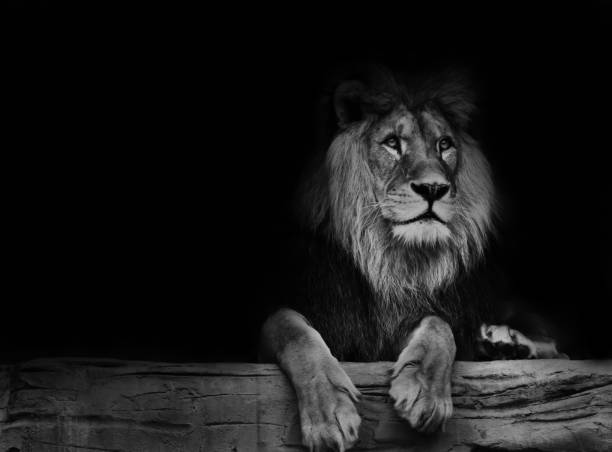 istock Black and white poster lion 849182324