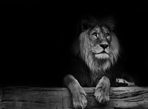 Beautiful lion with black backround. Black and white poster lion.