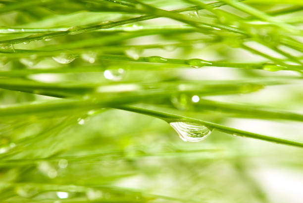 istock image of fir branches with drop 849188092