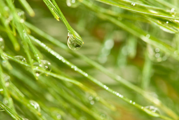 istock image of drop on a branch closeup 849188104