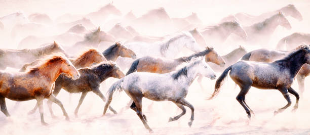istock Wild Horses of Anatolia 849188328