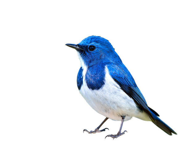 istock Ultramarine Flycatcher the beautiful blue and white bird 849191860