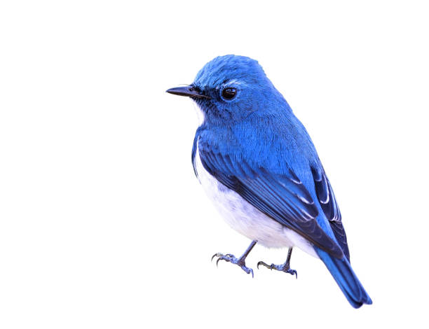 istock Ultramarine Flycatcher the beautiful blue and white bird 849191862