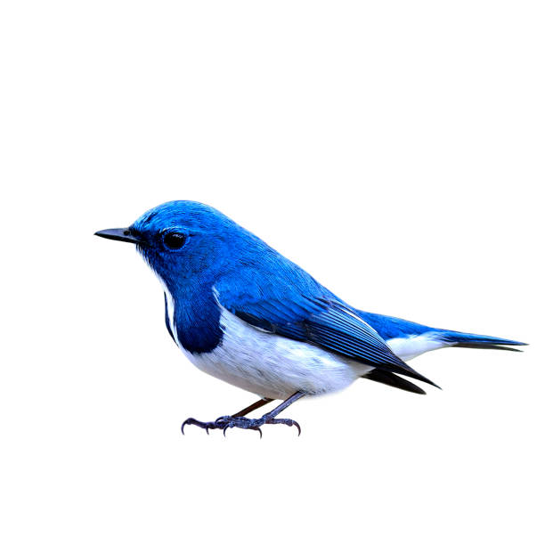 istock Ultramarine Flycatcher the beautiful blue and white bird 849191868