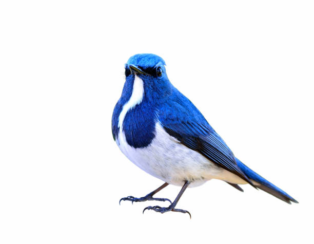istock Ultramarine Flycatcher the beautiful blue and white bird 849191888