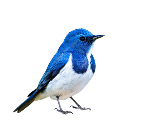 istock Ultramarine Flycatcher the beautiful blue and white bird 849191894