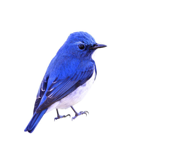 istock Ultramarine Flycatcher the beautiful blue and white bird 849191904
