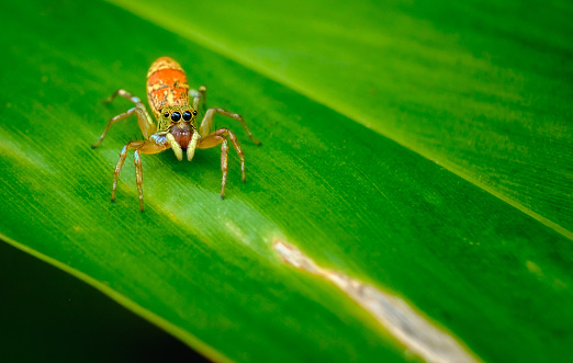 Spider and nest on leaf - animal behavior.