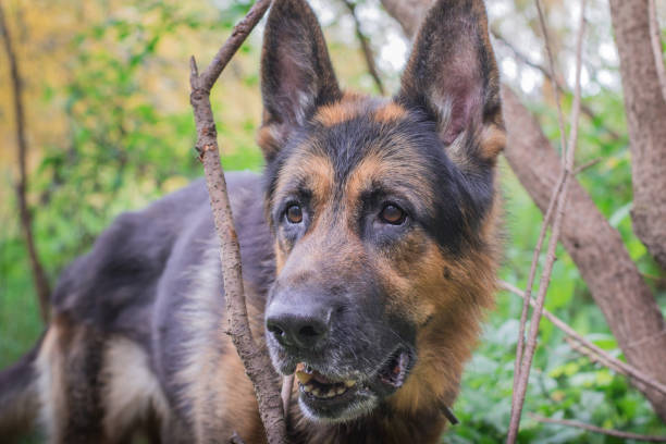 istock German shepherd dog in sunny autumn 849192976