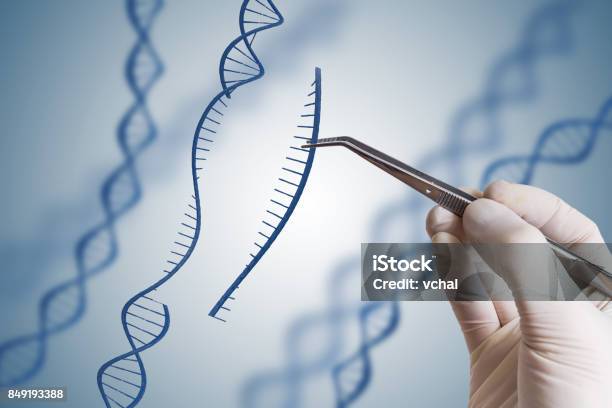 Genetic Engineering Gmo And Gene Manipulation Concept Hand Is Inserting Sequence Of Dna Stock Photo - Download Image Now