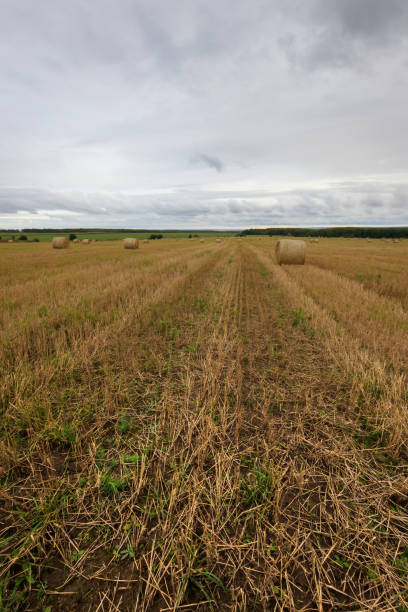 istock Haystacks on the field in Autumn season. 849195906